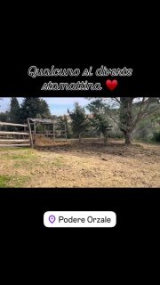#aqha #americanquarterhorseassociation #podereorzaletuscany #freedom #countrylife